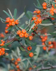 Pyracantha angustifolia