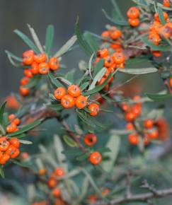 Fotografia da espécie Pyracantha angustifolia