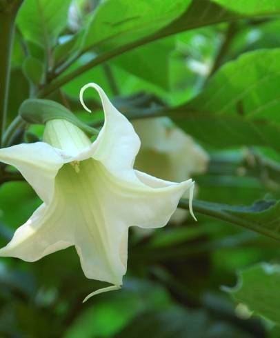 Fotografia de capa Brugmansia arborea - do Jardim Botânico