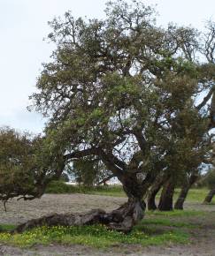 Fotografia da espécie Quercus suber