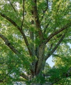 Fotografia da espécie Quercus phellos