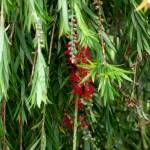 Fotografia 5 da espécie Callistemon speciosus do Jardim Botânico UTAD