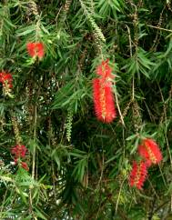 Callistemon speciosus