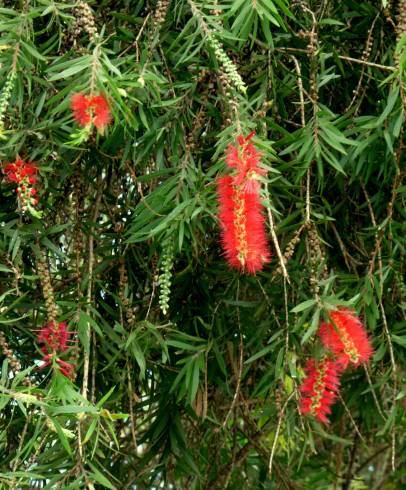 Fotografia de capa Callistemon speciosus - do Jardim Botânico