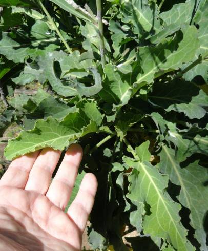 Fotografia de capa Brassica insularis - do Jardim Botânico