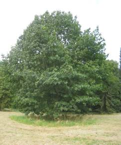 Fotografia da espécie Quercus rubra