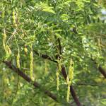 Fotografia 8 da espécie Styphnolobium japonicum do Jardim Botânico UTAD