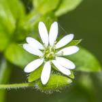 Fotografia 19 da espécie Stellaria neglecta do Jardim Botânico UTAD