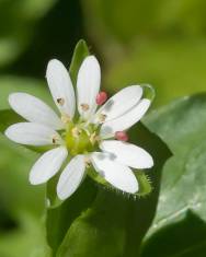 Fotografia da espécie Stellaria neglecta