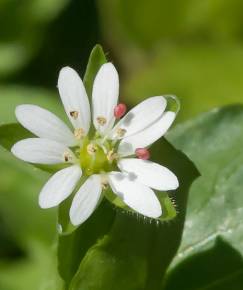 Fotografia da espécie Stellaria neglecta