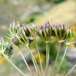 Fotografia 1 da espécie Conopodium subcarneum do Jardim Botânico UTAD