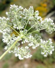 Fotografia da espécie Conopodium subcarneum