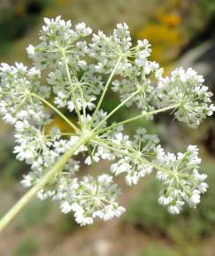 Fotografia da espécie Conopodium subcarneum