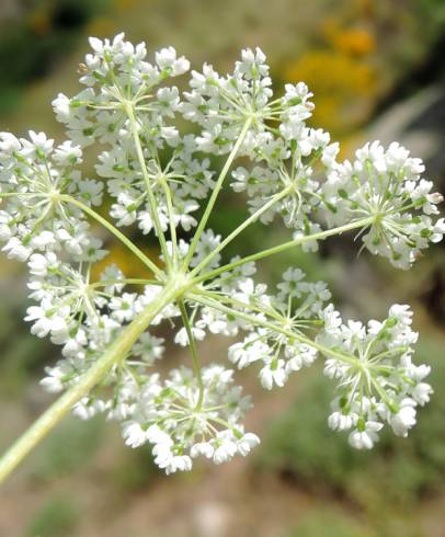 Fotografia de capa Conopodium subcarneum - do Jardim Botânico