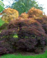 Fotografia da espécie Acer palmatum var. dissectum