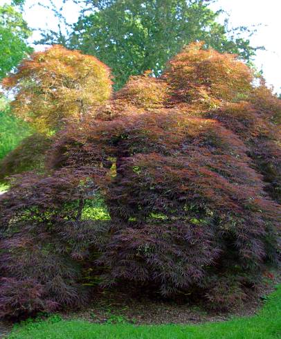 Fotografia de capa Acer palmatum var. dissectum - do Jardim Botânico