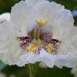 Fotografia 7 da espécie Catalpa bignonioides do Jardim Botânico UTAD