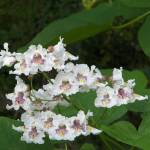 Fotografia 8 da espécie Catalpa bignonioides do Jardim Botânico UTAD