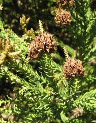 Cryptomeria japonica