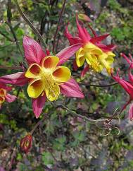 Aquilegia skinneri