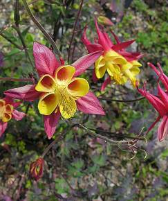 Fotografia da espécie Aquilegia skinneri