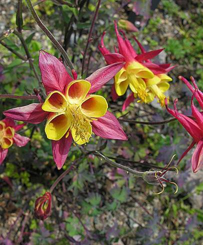 Fotografia de capa Aquilegia skinneri - do Jardim Botânico