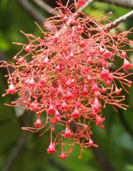 Brachychiton acerifolius