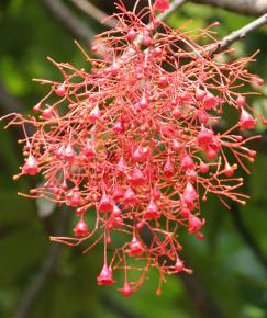 Fotografia da espécie Brachychiton acerifolius