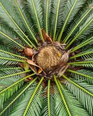 Fotografia da espécie Cycas revoluta