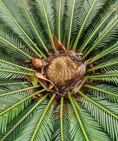 Fotografia da espécie Cycas revoluta