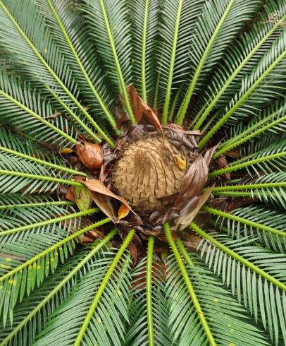 Fotografia de capa Cycas revoluta - do Jardim Botânico