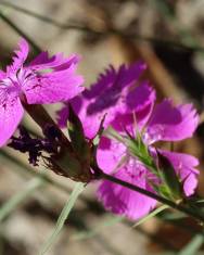 Fotografia da espécie Dianthus seguieri