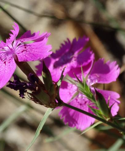 Fotografia de capa Dianthus seguieri - do Jardim Botânico