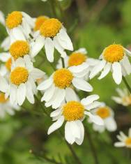 Fotografia da espécie Tanacetum corymbosum