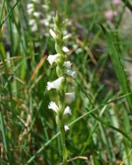 Fotografia da espécie Spiranthes aestivalis