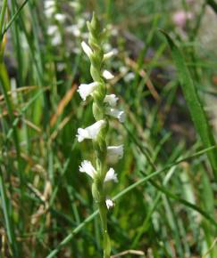 Fotografia da espécie Spiranthes aestivalis