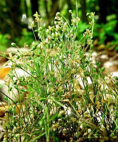 Fotografia de capa Sagina apetala - do Jardim Botânico