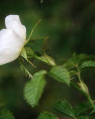 Fotografia da espécie Rosa micrantha