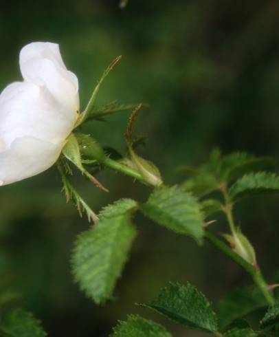 Fotografia de capa Rosa micrantha - do Jardim Botânico