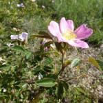 Fotografia 13 da espécie Rosa micrantha do Jardim Botânico UTAD