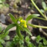 Fotografia 1 da espécie Ranunculus parviflorus do Jardim Botânico UTAD