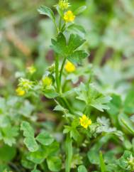 Ranunculus parviflorus