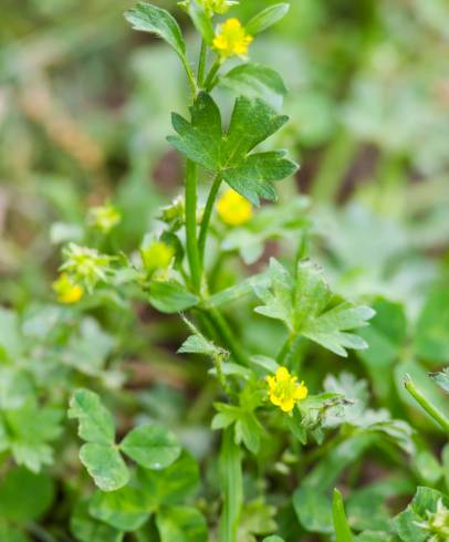 Fotografia de capa Ranunculus parviflorus - do Jardim Botânico