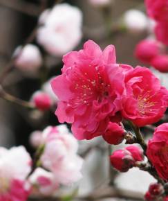 Fotografia da espécie Prunus persica