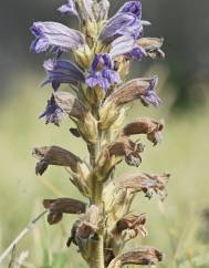 Orobanche purpurea