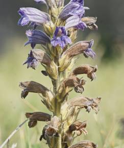 Fotografia da espécie Orobanche purpurea