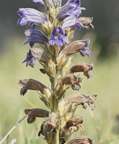 Fotografia de capa Orobanche purpurea - do Jardim Botânico