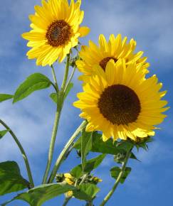 Fotografia da espécie Helianthus annuus