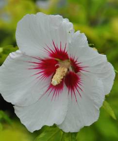 Fotografia da espécie Hibiscus syriacus