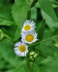 Fotografia da espécie Erigeron annuus subesp. annuus